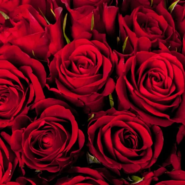 Lingette Démaquillante Coréenne à la Rose Purederm paquet de 30